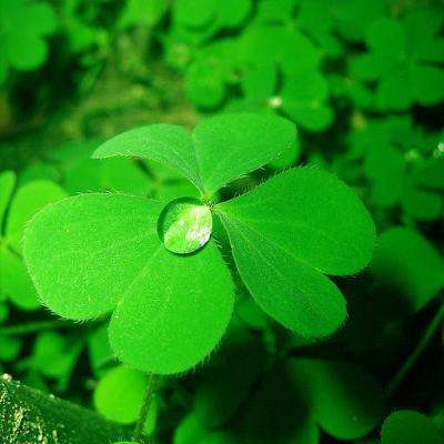 4949澳门免费资料大全下载手机版